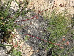 Image of Redleaf crassula