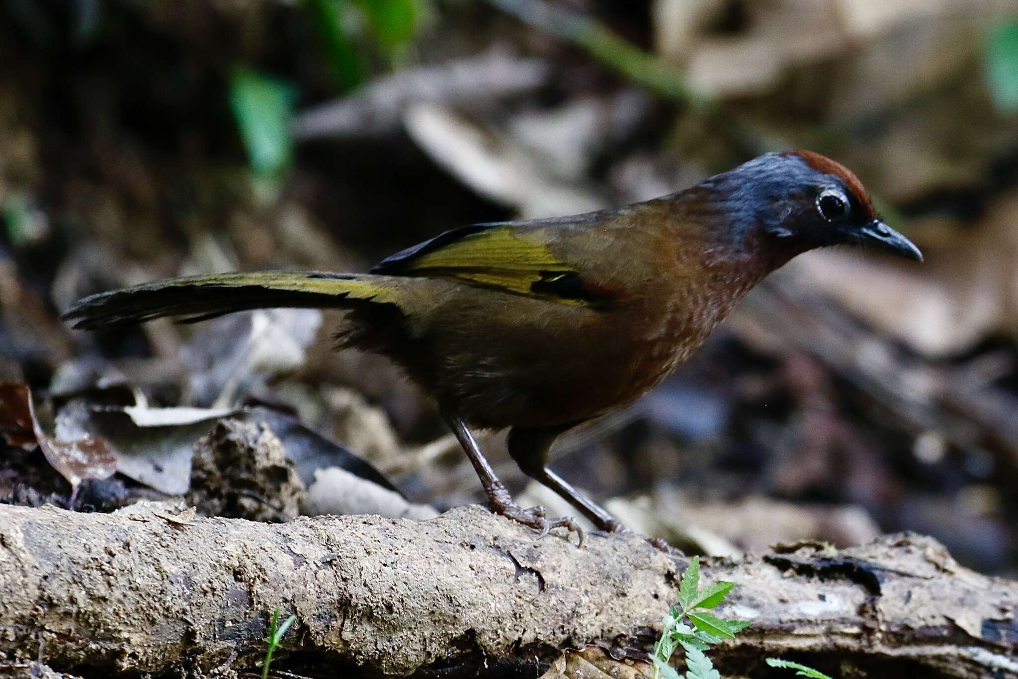 Image of Malayan Laughingthrush