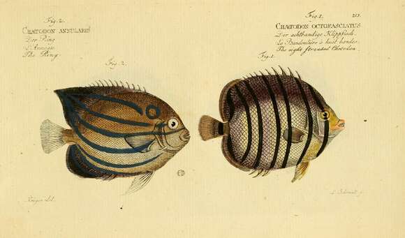 Image of Eight Banded Butterflyfish