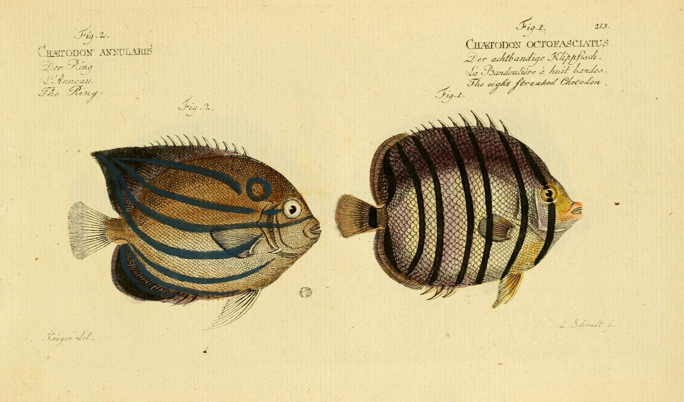 Image of Eight Banded Butterflyfish