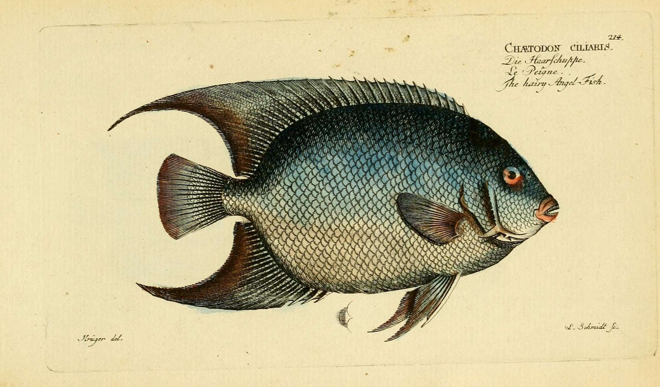 Image of Angelfish