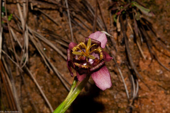 Image of Tigridia multiflora (Baker) Ravenna