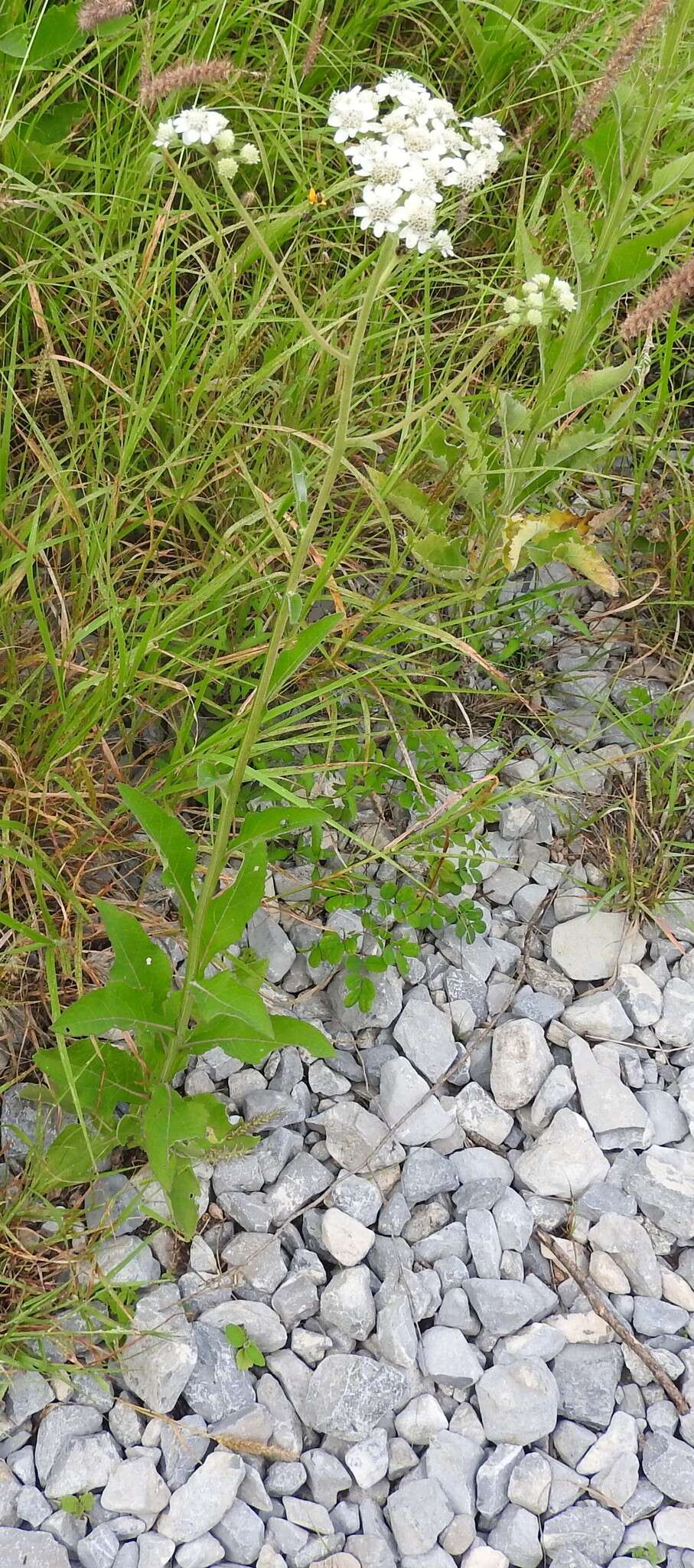 Image of Texas crownbeard