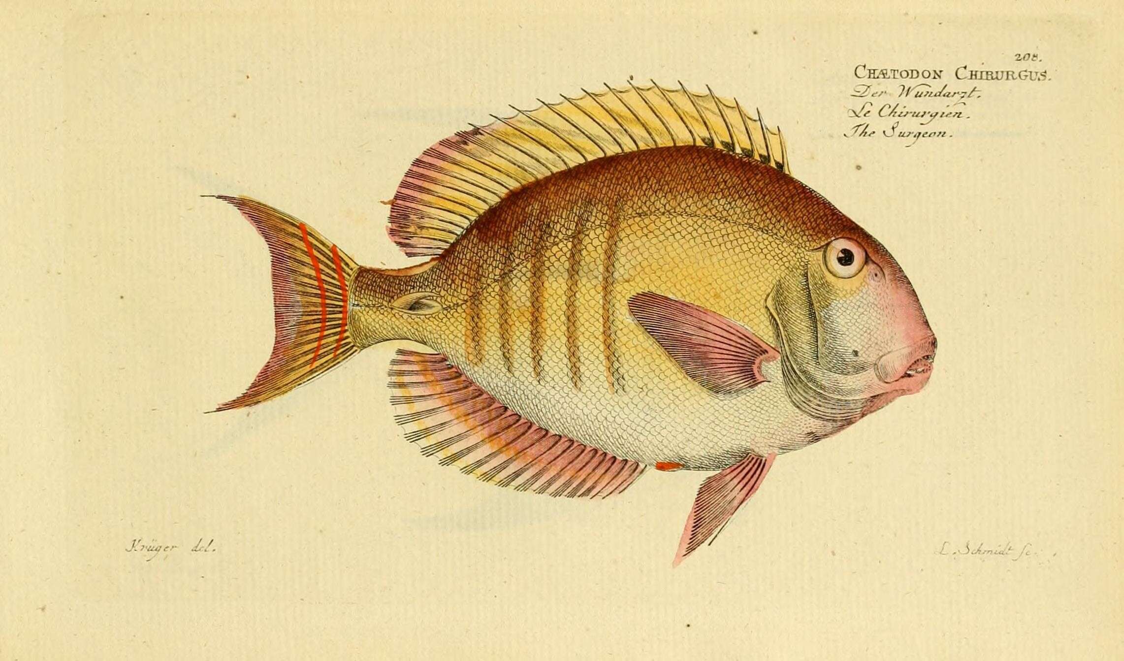 Plancia ëd Acanthurus chirurgus (Bloch 1787)