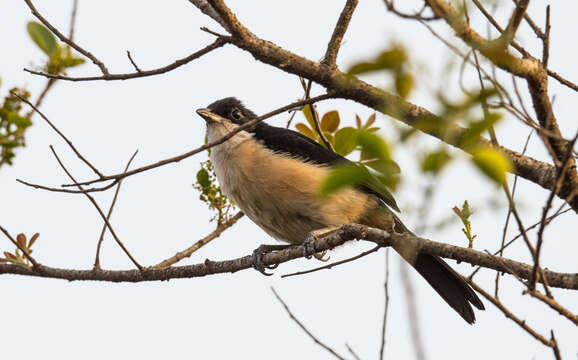 Image of Turati's Boubou