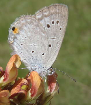 Sivun Cupidopsis cissus (Godart (1824)) kuva