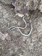 Image of California legless lizard