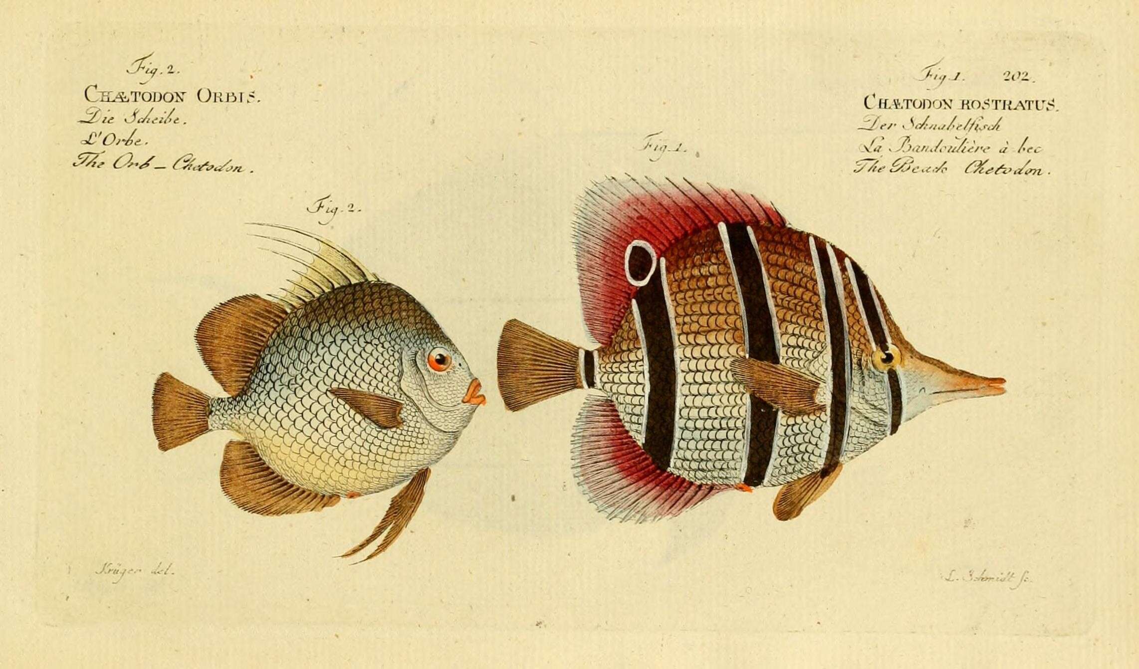 Image of Banded Longsnout Butterflyfish