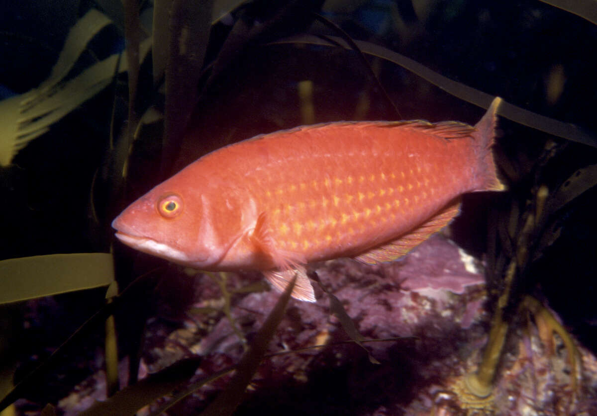 Image of Rosy parrotfish