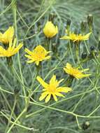 Imagem de Sonchus wildpretii U. & A. Reifenberger