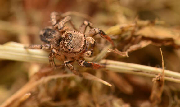 Image of Habronattus texanus (Chamberlin 1924)