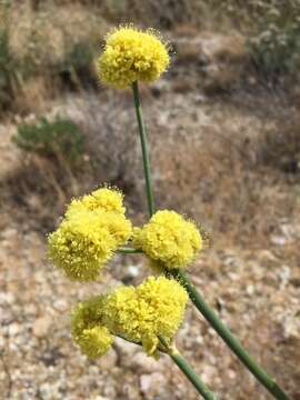 Image of Weston's buckwheat