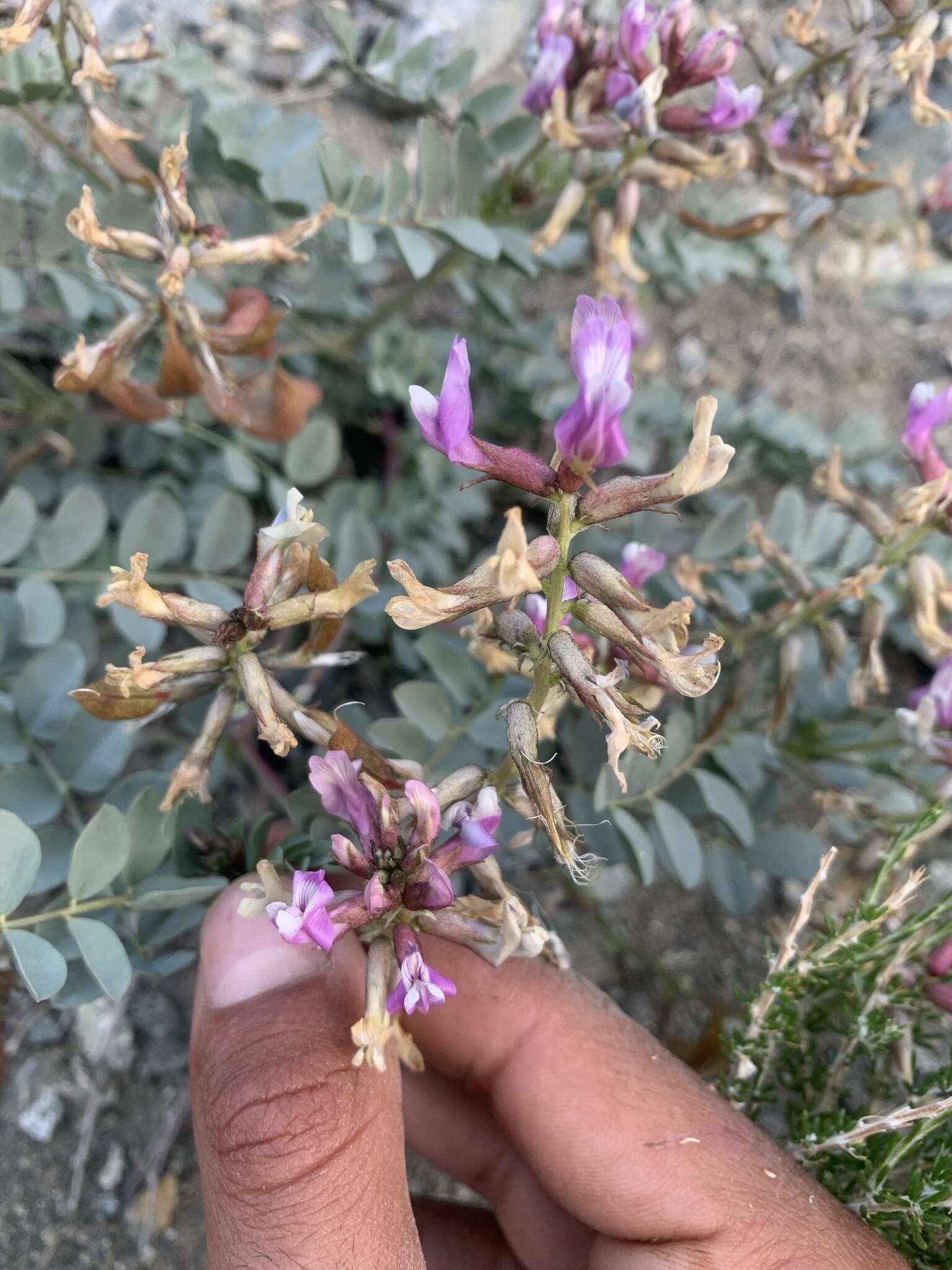 صورة Astragalus cimae var. cimae