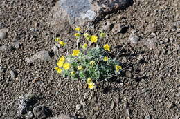 Image de Potentilla subvahliana B. A. Jurtzev