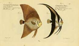 Image of Blunthead batfish