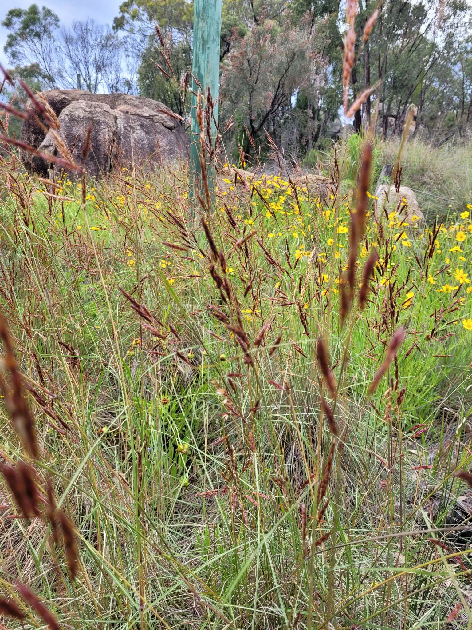 Sivun Sorghum leiocladum (Hack.) C. E. Hubb. kuva