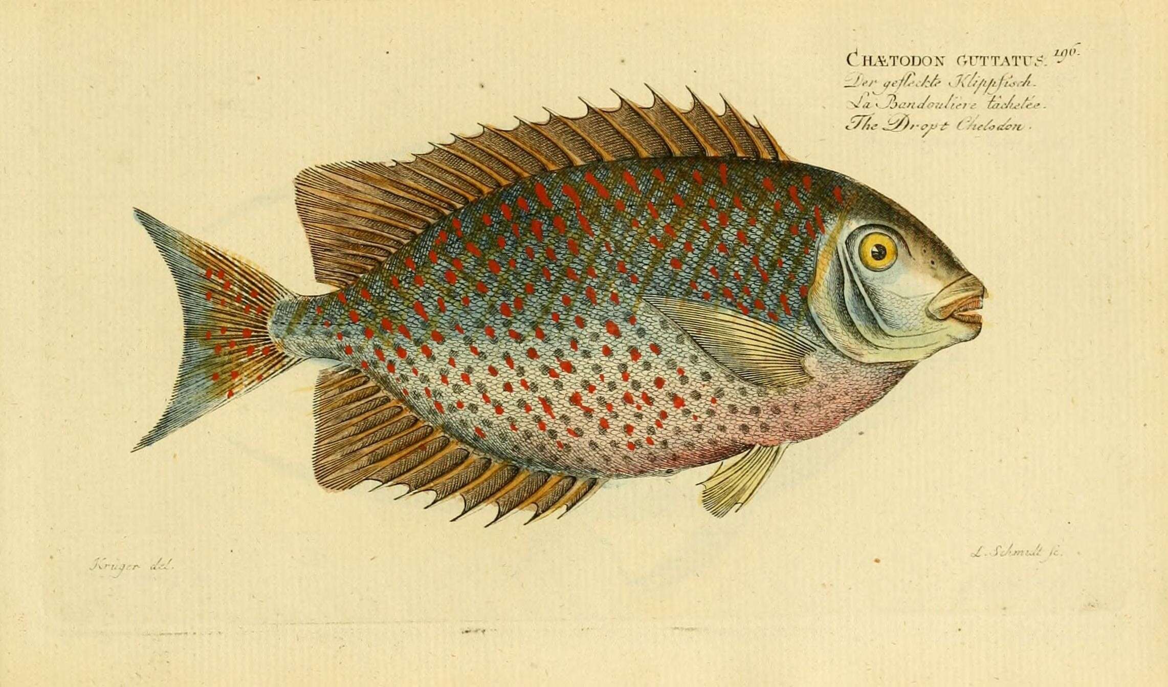 Слика од Siganus guttatus (Bloch 1787)