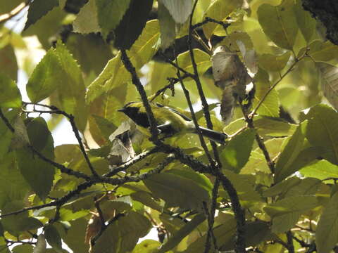 Image of Black-lored Tit