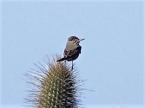 Image of Great Shrike-Tyrant