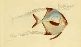 Image of African Pompano