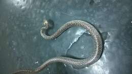 Image of Indian Wolf Snake