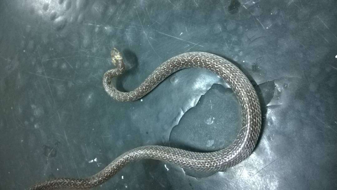 Image of Indian Wolf Snake