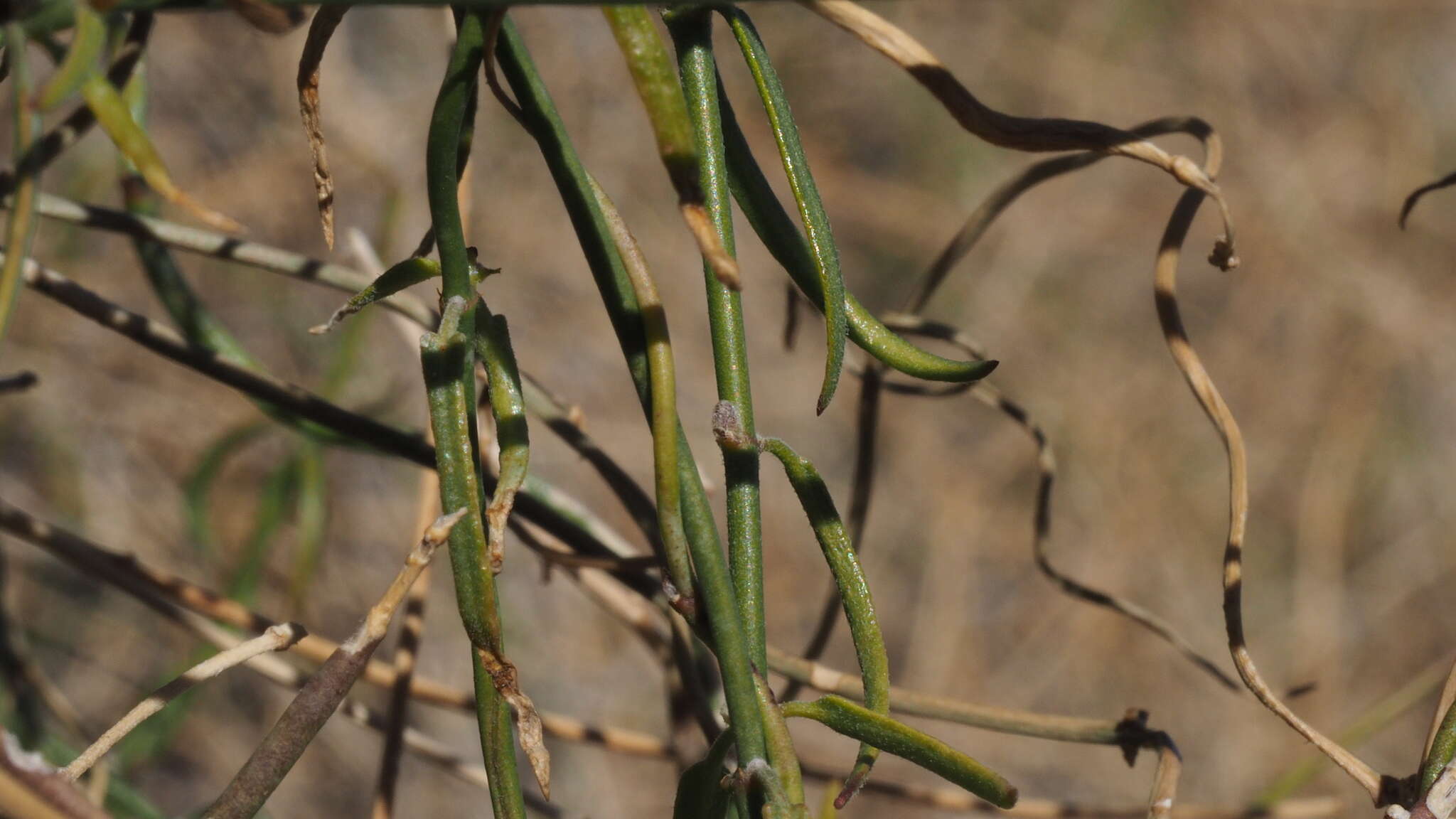 Image of Hartweg's twinevine