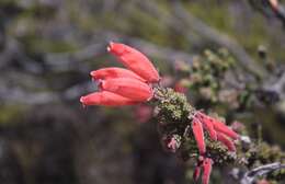 Image of Erica tumida var. tumida