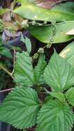 Image of Hawaii Wood-Nettle