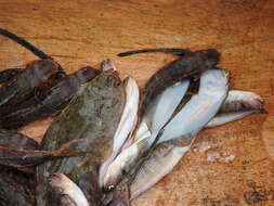 Image of Guinean flounder