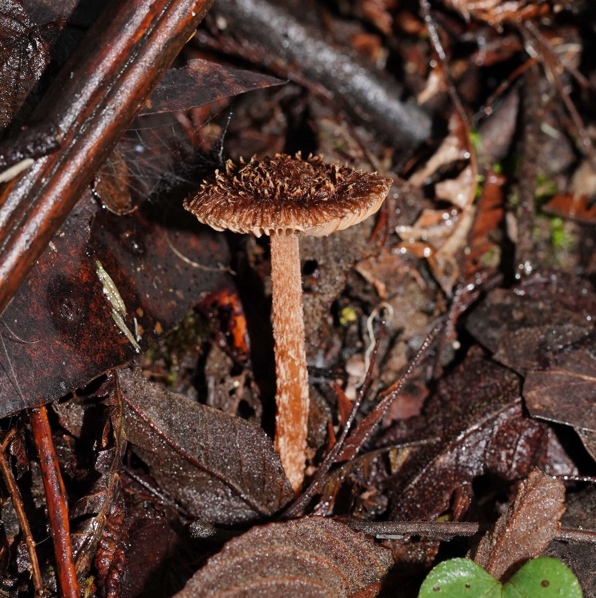 Image of Inocybe fibrillosibrunnea O. K. Mill. & R. N. Hilton 1987