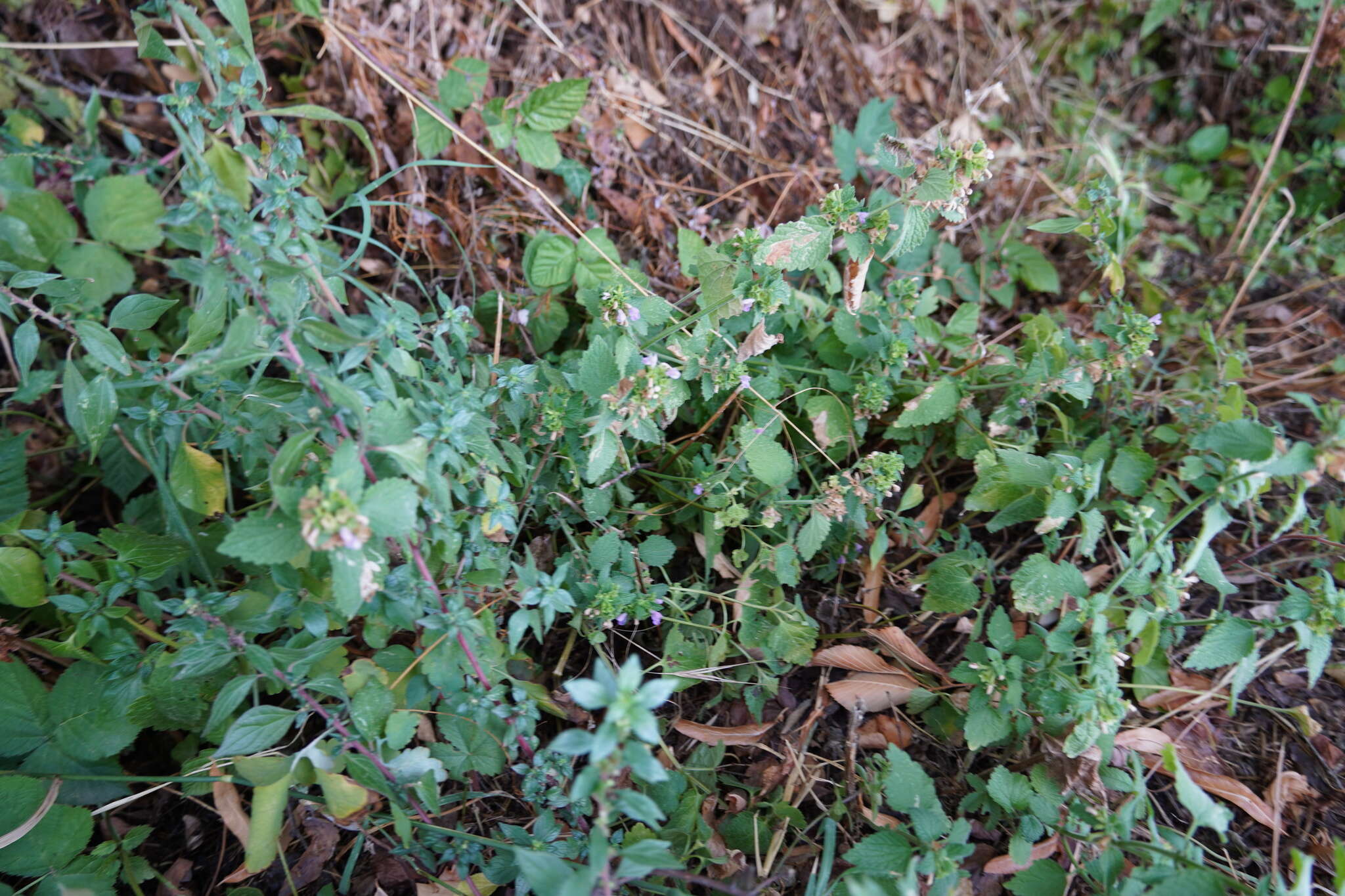 Image of Ballota nigra subsp. meridionalis (Bég.) Bég.