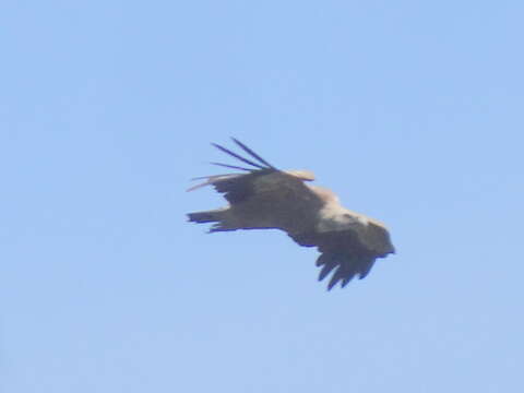 Image of Eurasian Griffon Vulture