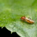 Image of Palpomyia pseudorufa Grogan & Wirth 1975