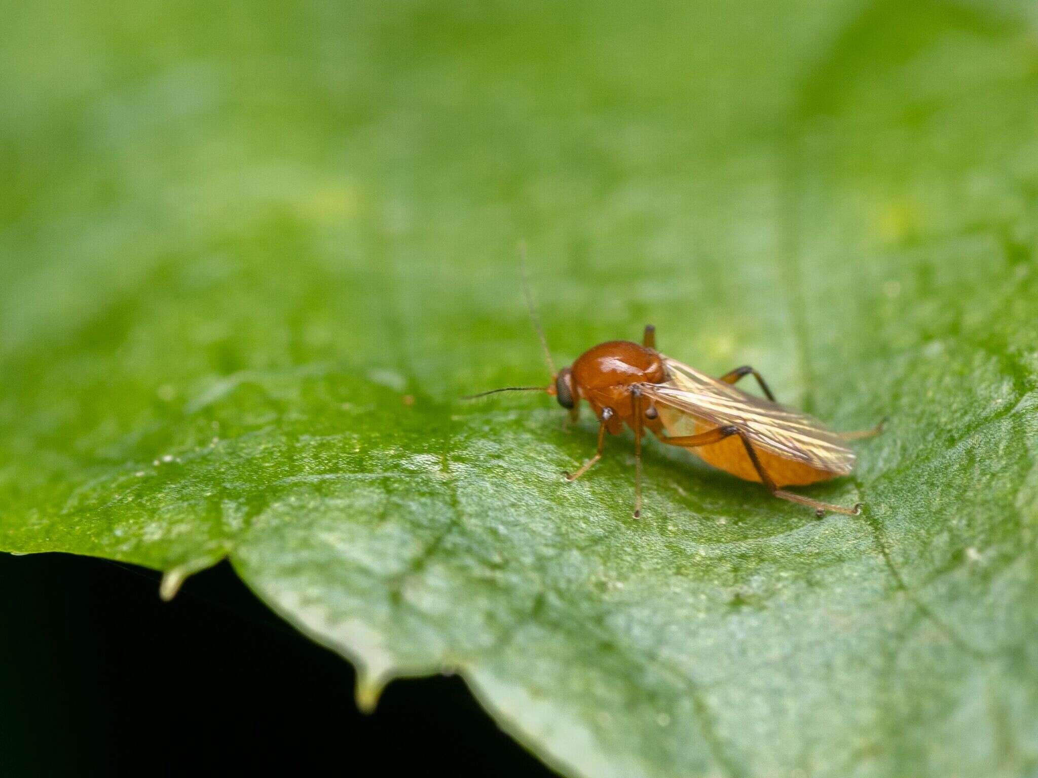 Image of Palpomyia pseudorufa Grogan & Wirth 1975