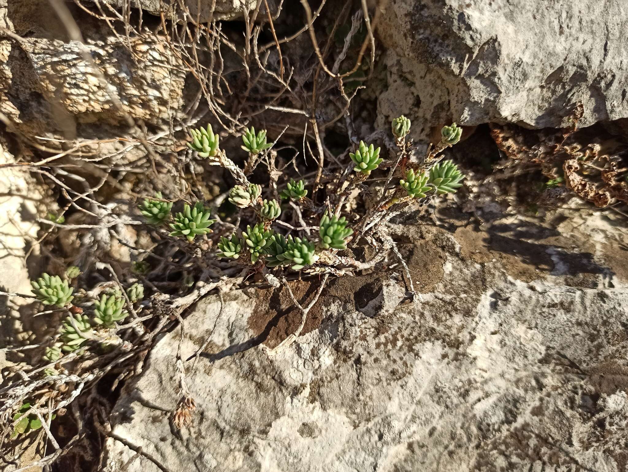 Image of Sedum urvillei DC.