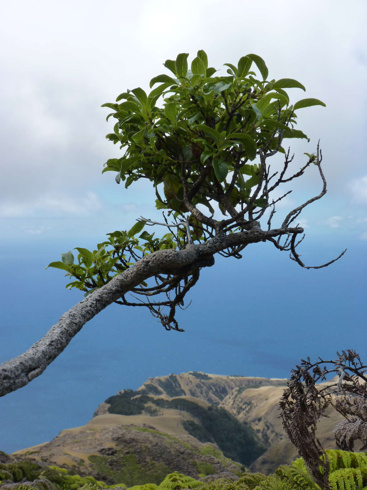 Image de Coprosma pyrifolia (Hook. & Arn.) Skottsb.