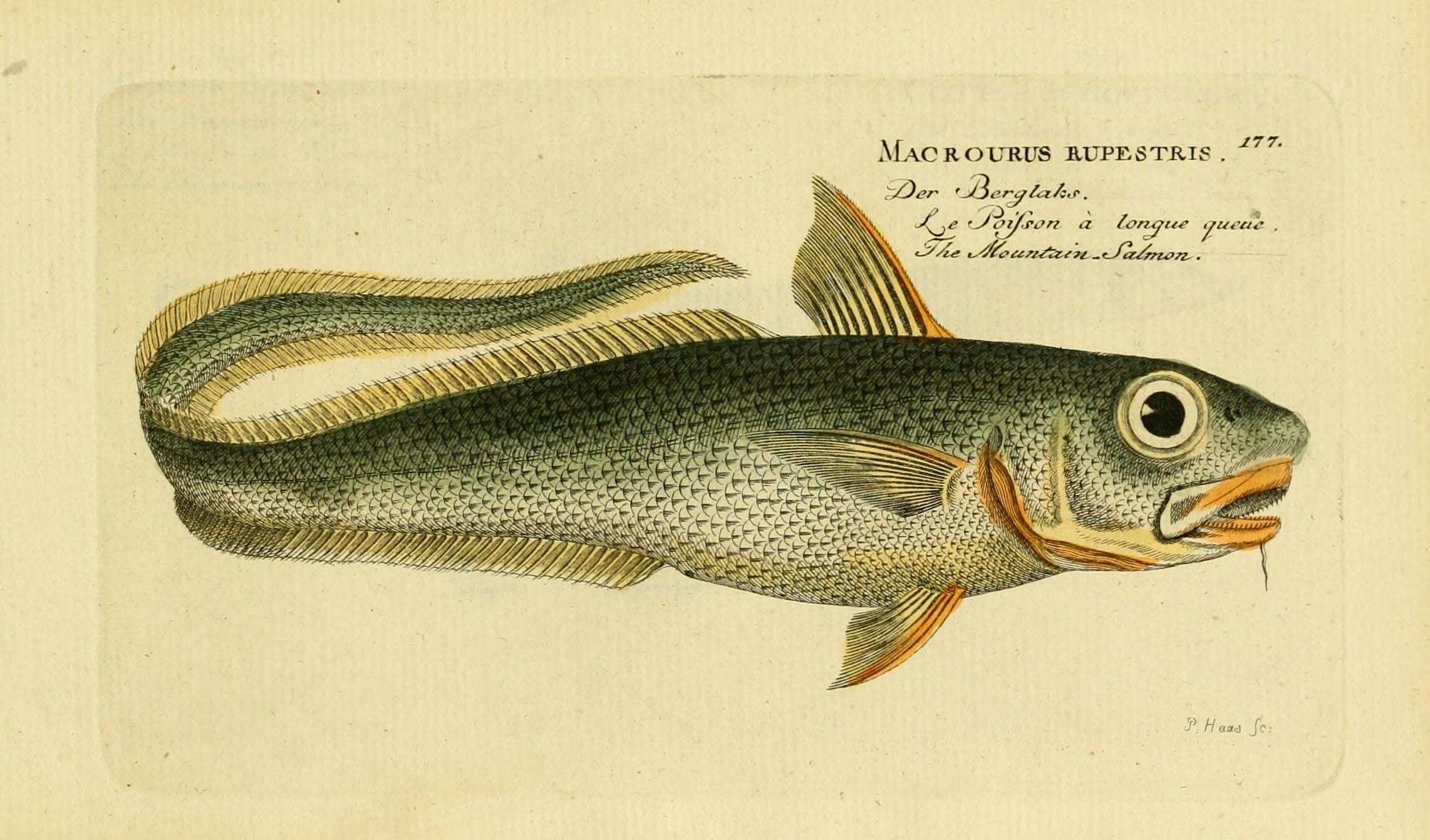 Слика од Macrourus berglax Lacepède 1801
