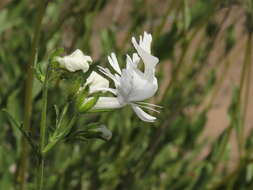 Imagem de Schizanthus candidus Lindl.