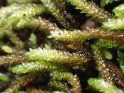 Image of obtuseleaf scleropodium moss