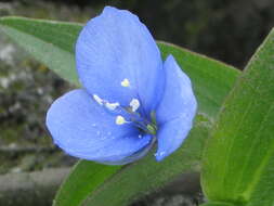 Image of Commelina fasciculata Ruiz & Pav.