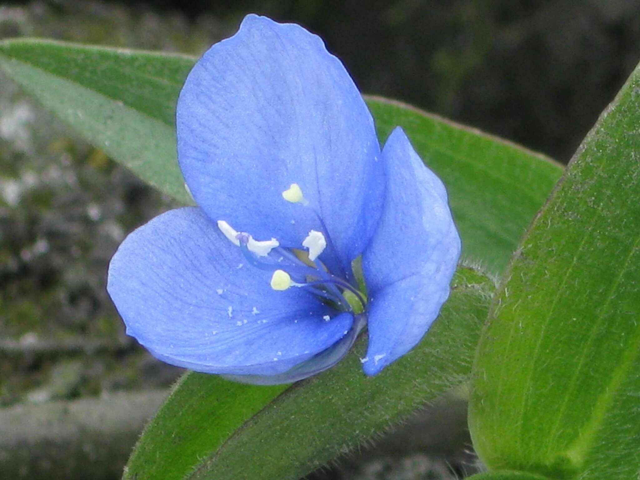 Image of Commelina fasciculata Ruiz & Pav.