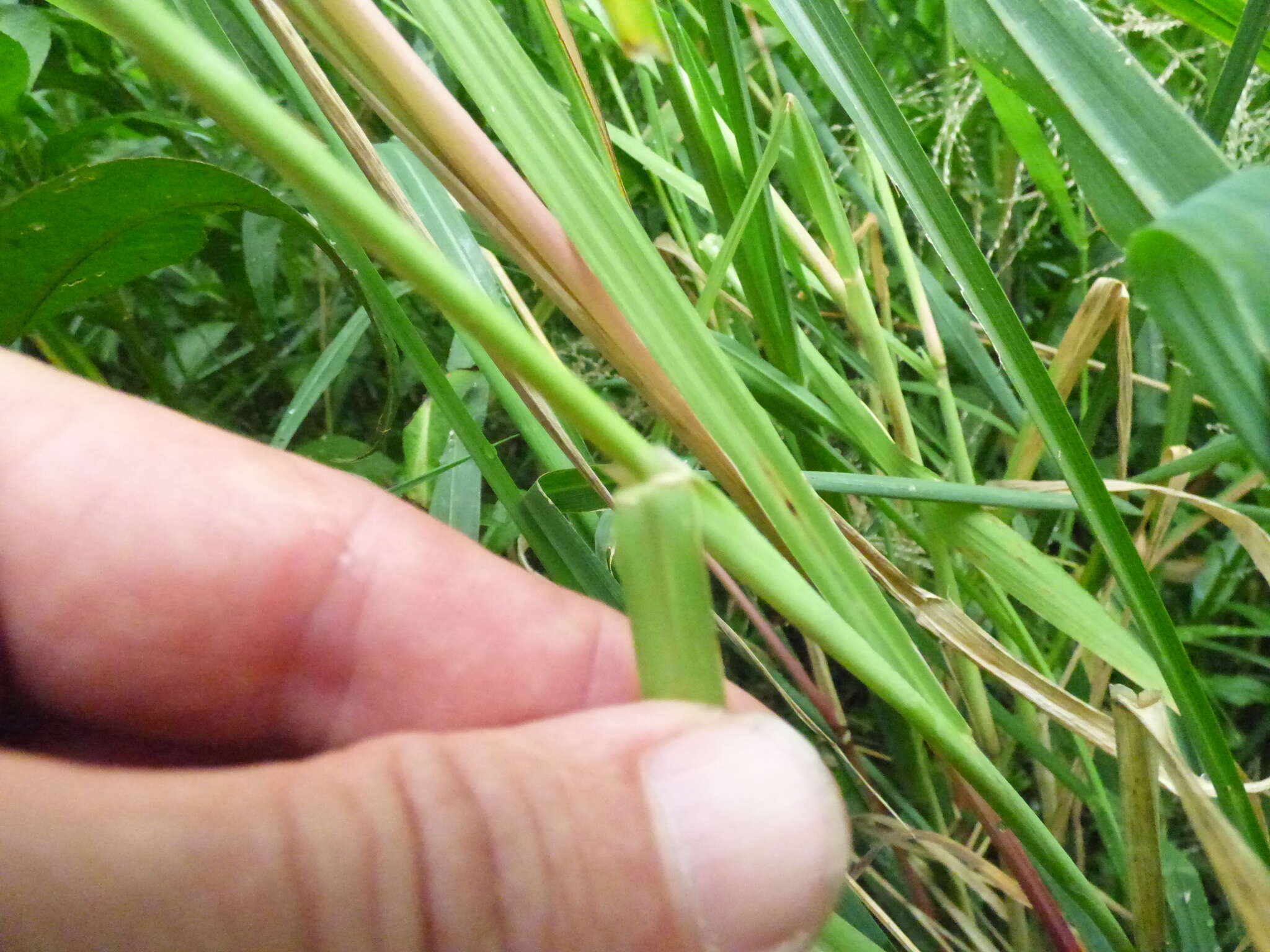 Слика од Leptochloa panicoides (J. Presl) Hitchc.