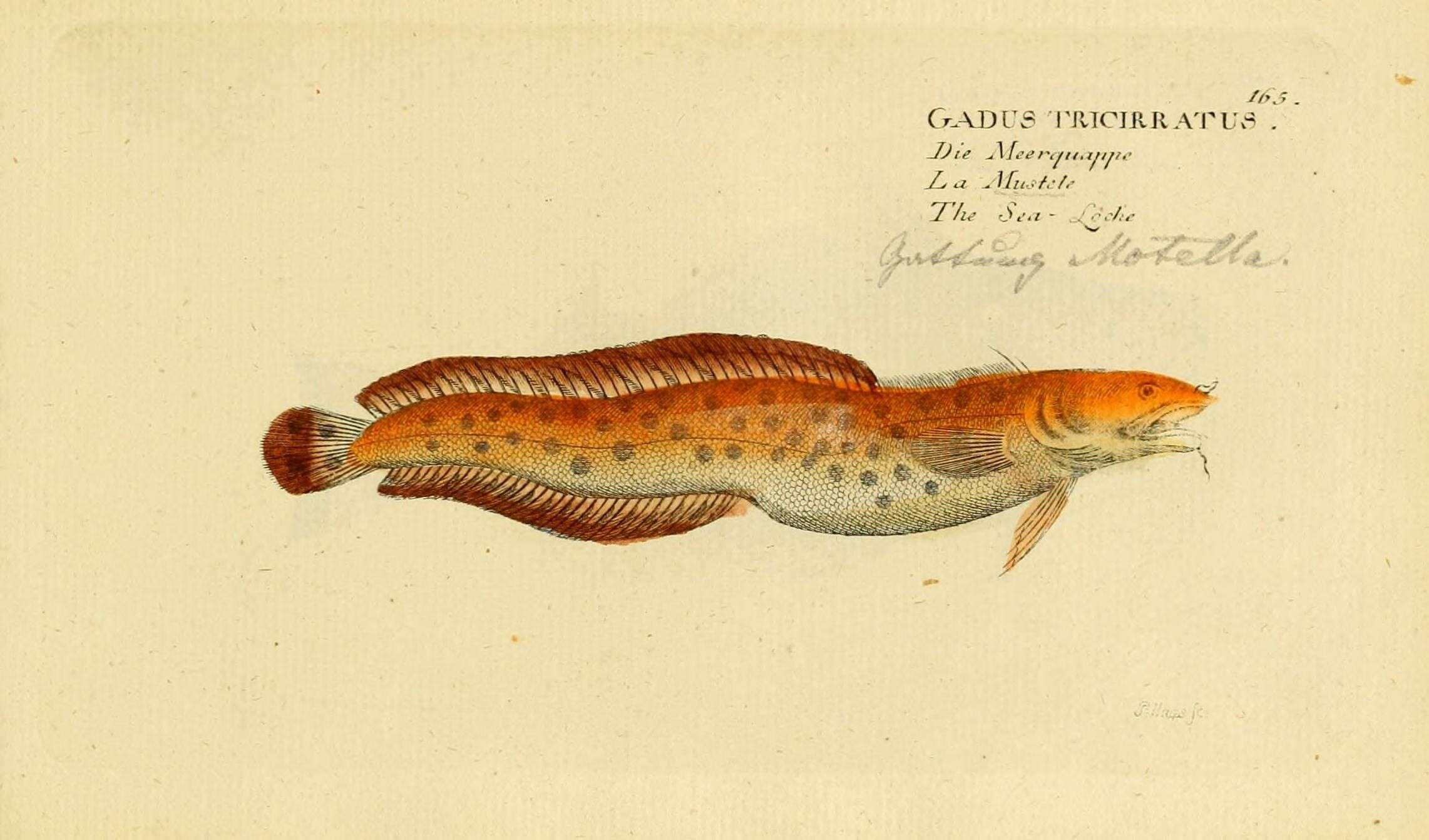 Слика од Gaidropsarus mediterraneus (Linnaeus 1758)