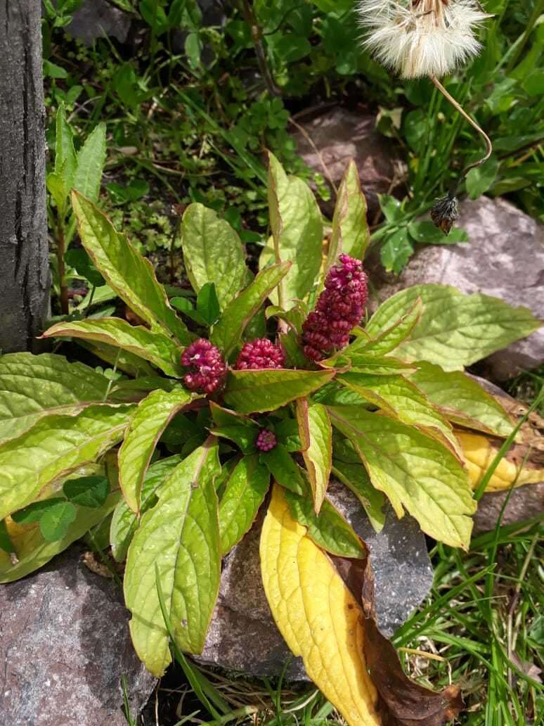 Imagem de Phytolacca bogotensis H B. & K.