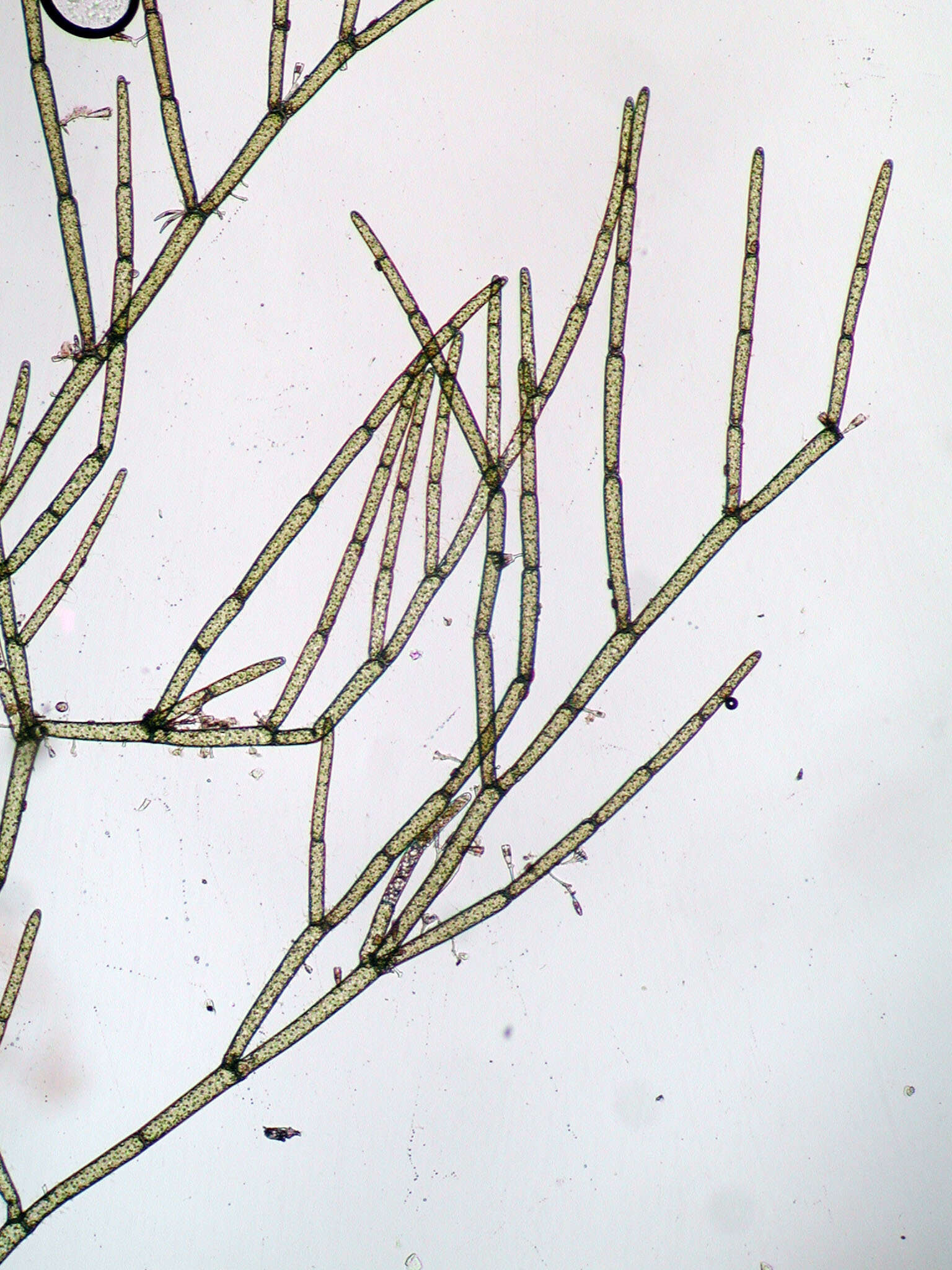 Image of Cladophora glomerata