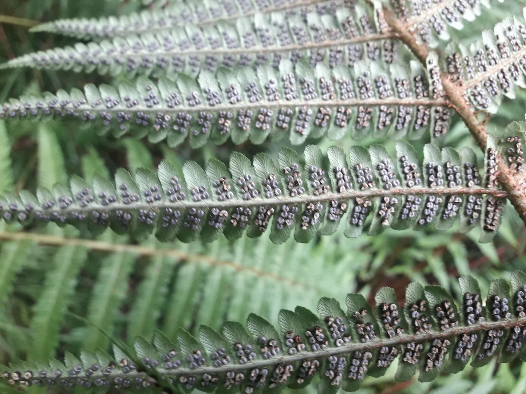 Image de Dryopteris affinis subsp. affinis