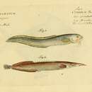 Image of Lesser spiny eel