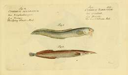 Imagem de Macrognathus aculeatus (Bloch 1786)