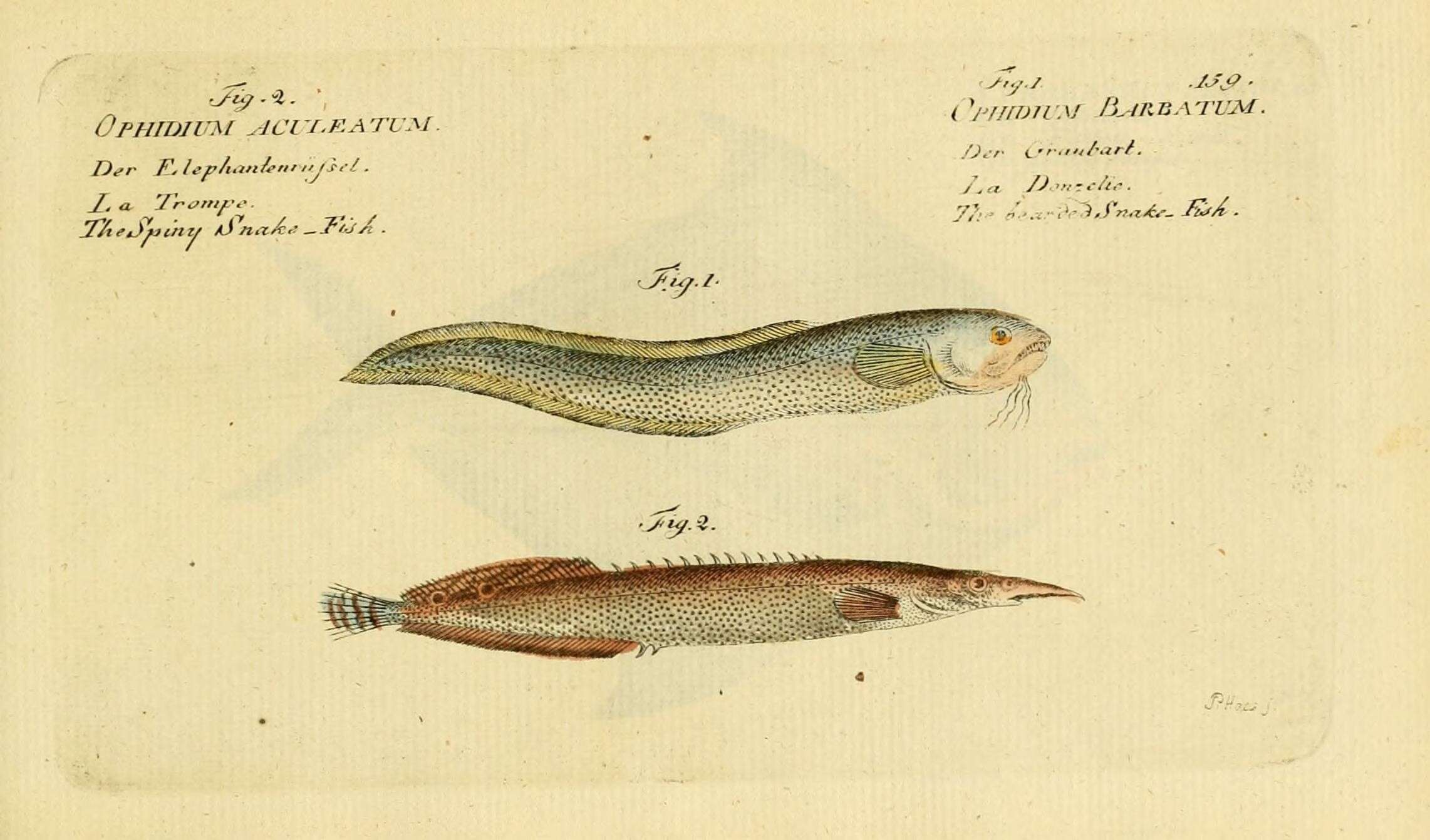 Image de Macrognathus aculeatus (Bloch 1786)